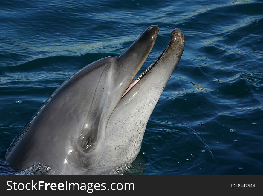 Bottlenose dolphin smiling in blue water