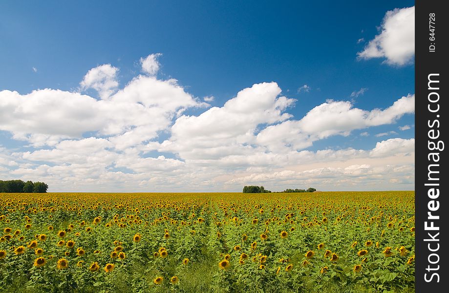 A fielf of sunflowers in full blossom. A fielf of sunflowers in full blossom