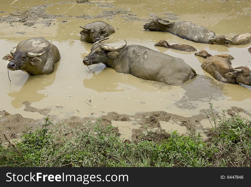 Water buffalo in front of Hmong village, Laos, in a dirty pond