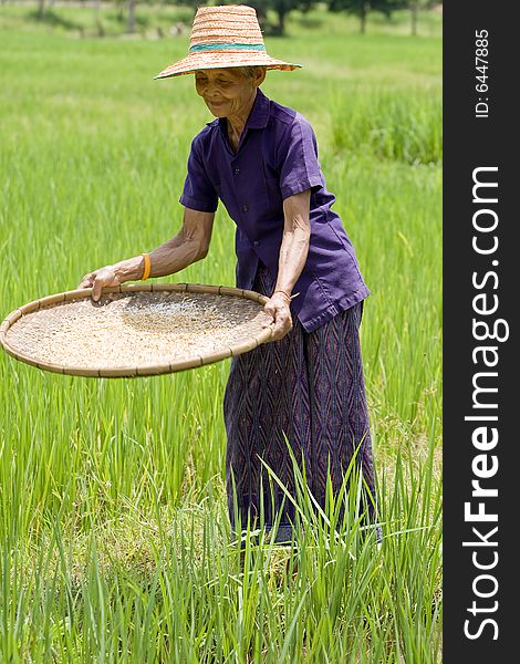 Old asian women sifts rice at the rice-field, in an old tradition in the north of Thailand
