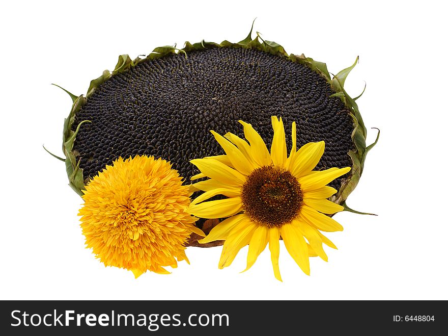 Ripe sunflower with small flowers isolated on white background
