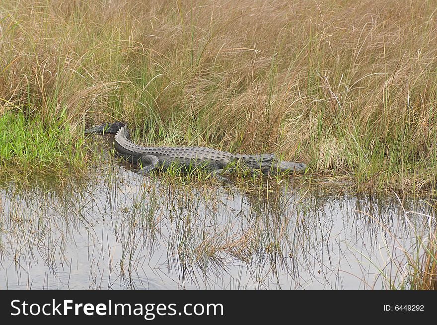 Alligator Laying in the Reed Grass