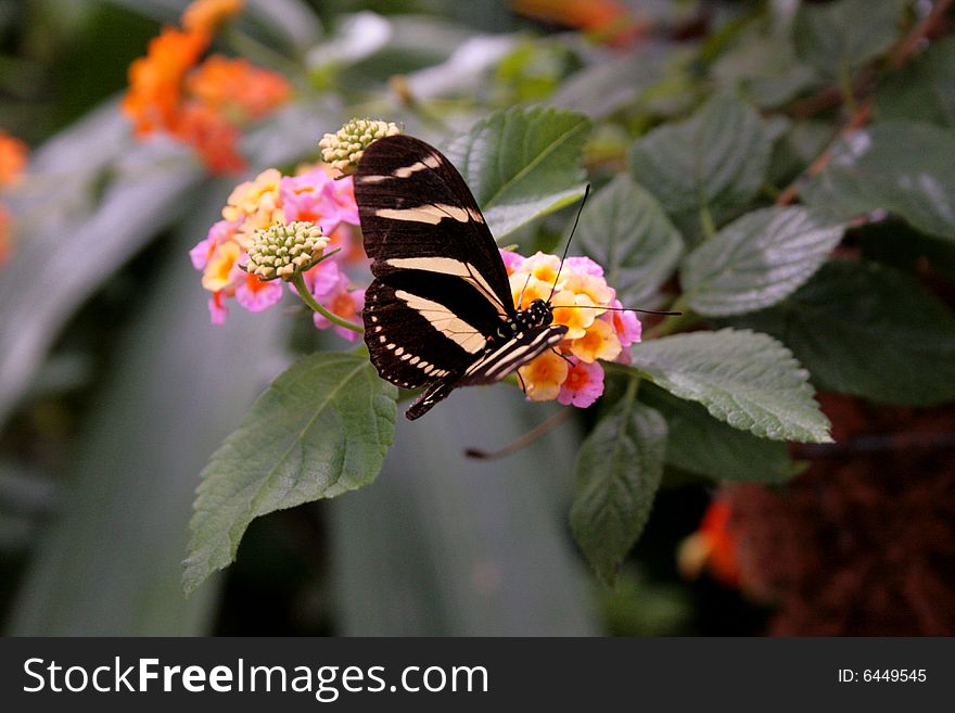 Beautiful butterfly landing on bright colored flowers.