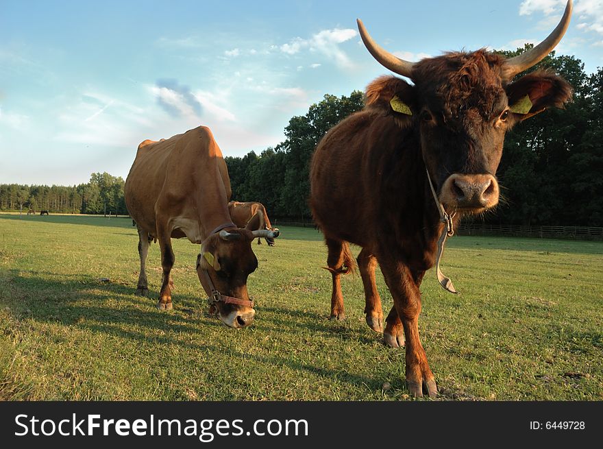 Czech republic landscape with cows