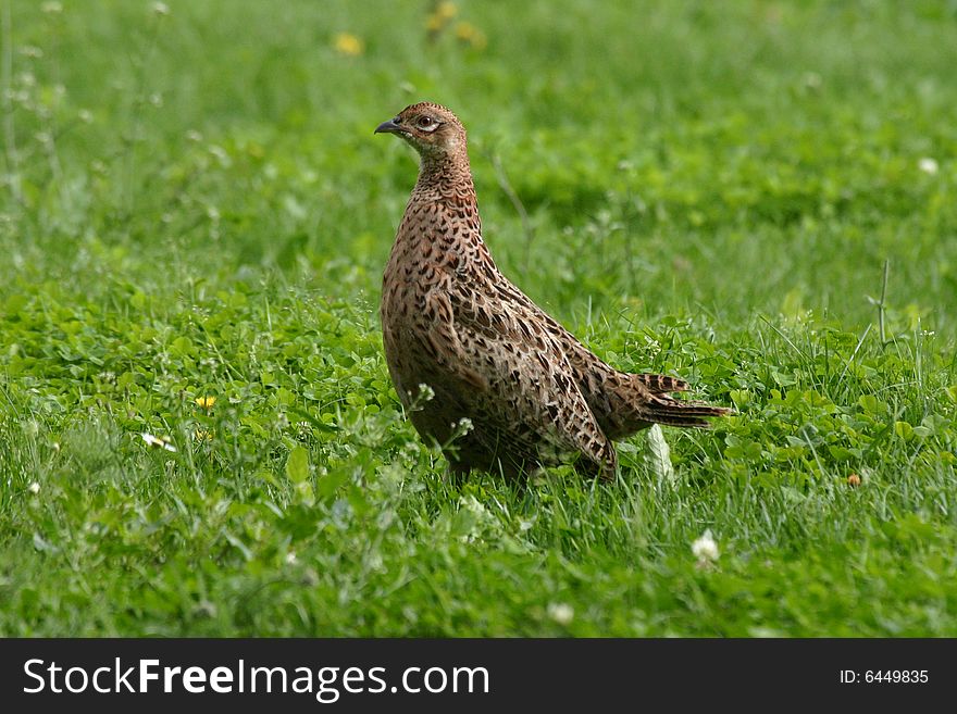 Young female pheasant standing on a lawn. Young female pheasant standing on a lawn