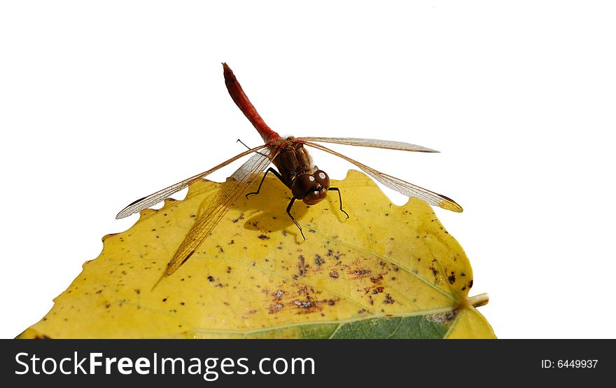 Insect is siting on yellow leaf, white background. Insect is siting on yellow leaf, white background