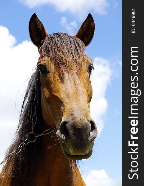 Horse on a background sky