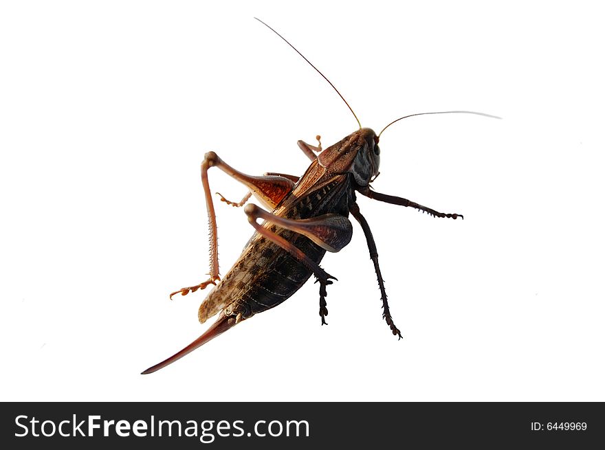 Grasshopper on white background, macro view. Grasshopper on white background, macro view