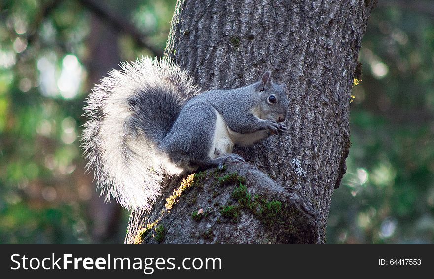 Adorable Grey Squirrel sitting in a tree eating nuts. Adorable Grey Squirrel sitting in a tree eating nuts.