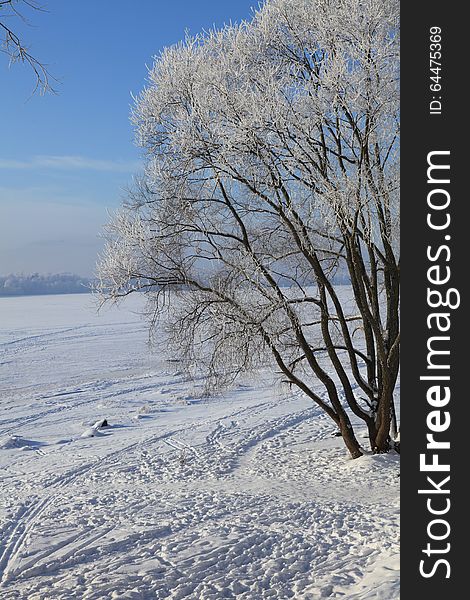 Frosted tree and frozen river on blue sky background. Frosted tree and frozen river on blue sky background