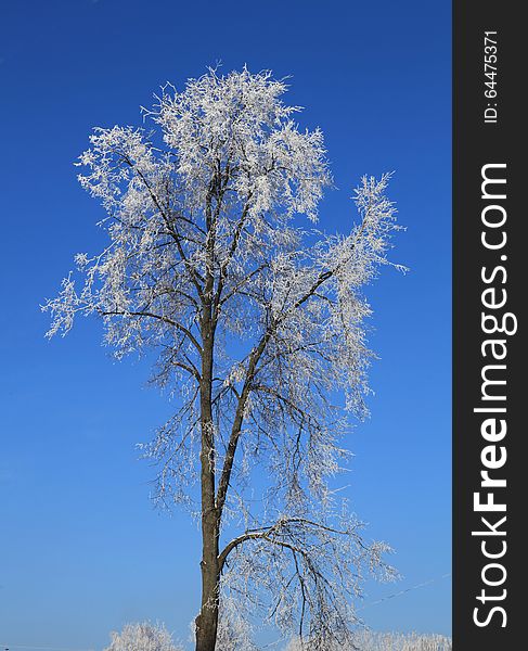 Frosted tree on blue sky background