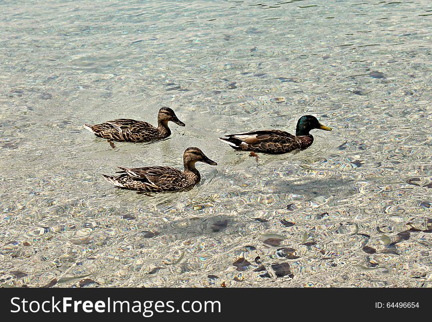 Three ducks on a lake