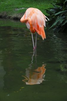 Flamingo Stock Images Flamingo Stock Images