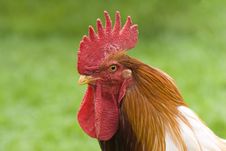 Cockerel Stock Images Cockerel Stock Images