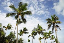 Coconut Palms Stock Photo Coconut Palms Stock Photo