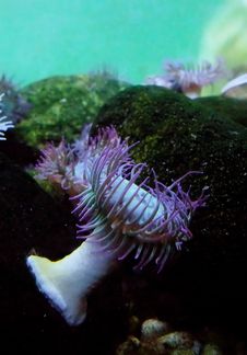 Sea Anemone Royalty Free Stock Photography Sea Anemone Royalty Free Stock Photography