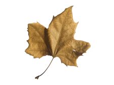 Fall Leaf Stock Photos Fall Leaf Stock Photos