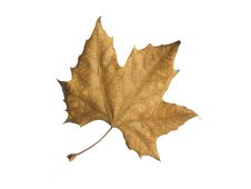 Fall Leaf Royalty Free Stock Image Fall Leaf Royalty Free Stock Image
