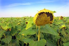 Ripen Sunflower On Field Stock Photos Ripen Sunflower On Field Stock Photos