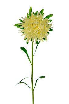 Pale Yellow Aster Royalty Free Stock Images Pale Yellow Aster Royalty Free Stock Images