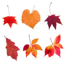 Composite Photo Of Various Autumn Leaves Stock Photography Composite Photo Of Various Autumn Leaves Stock Photography