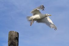 Seagull Flying Off Of Post Royalty Free Stock Photos