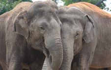 Elephant Hug Royalty Free Stock Photo
