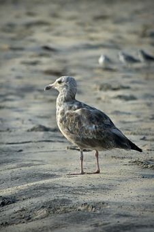 Seagull On Beach Stock Photos Seagull On Beach Stock Photos