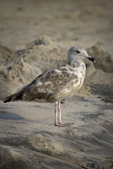Seagull On The Beach Royalty Free Stock Image Seagull On The Beach Royalty Free Stock Image