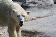 Polar Bear Stock Photography