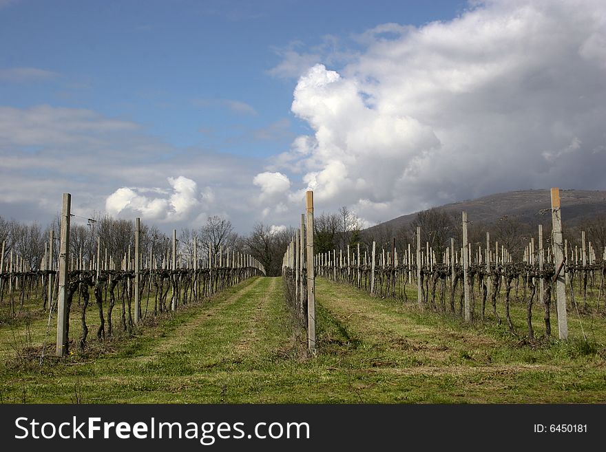 Winery In Tuscany