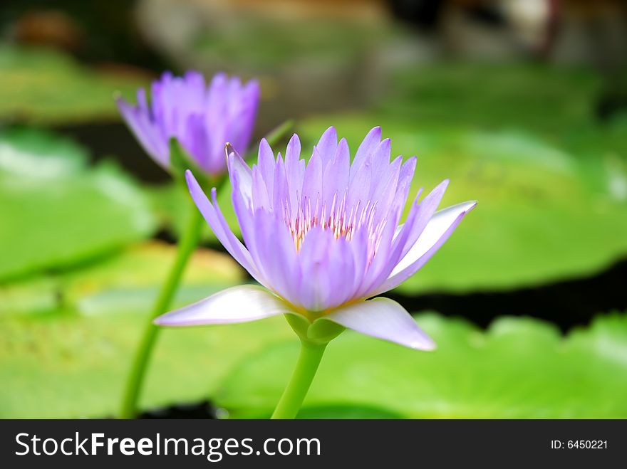 Two beautiful violet water lily (lotus)