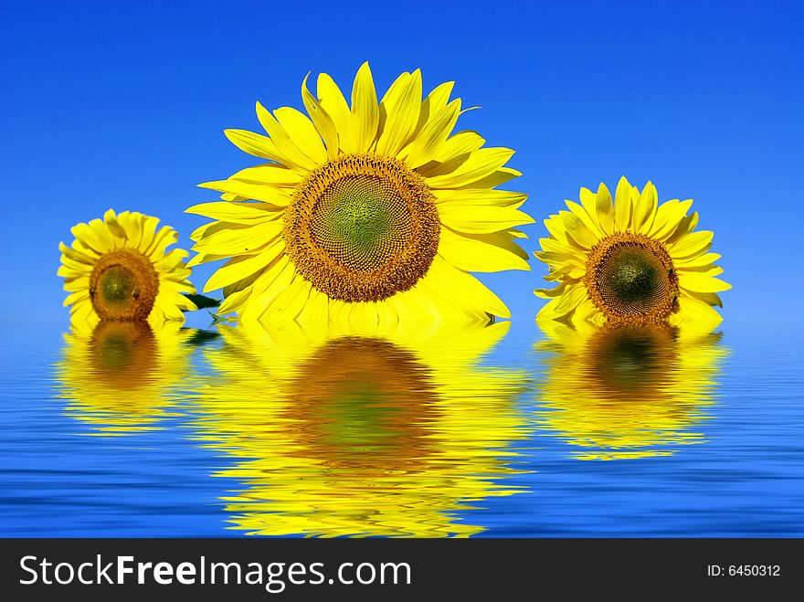 Field of flowers of sunflowers