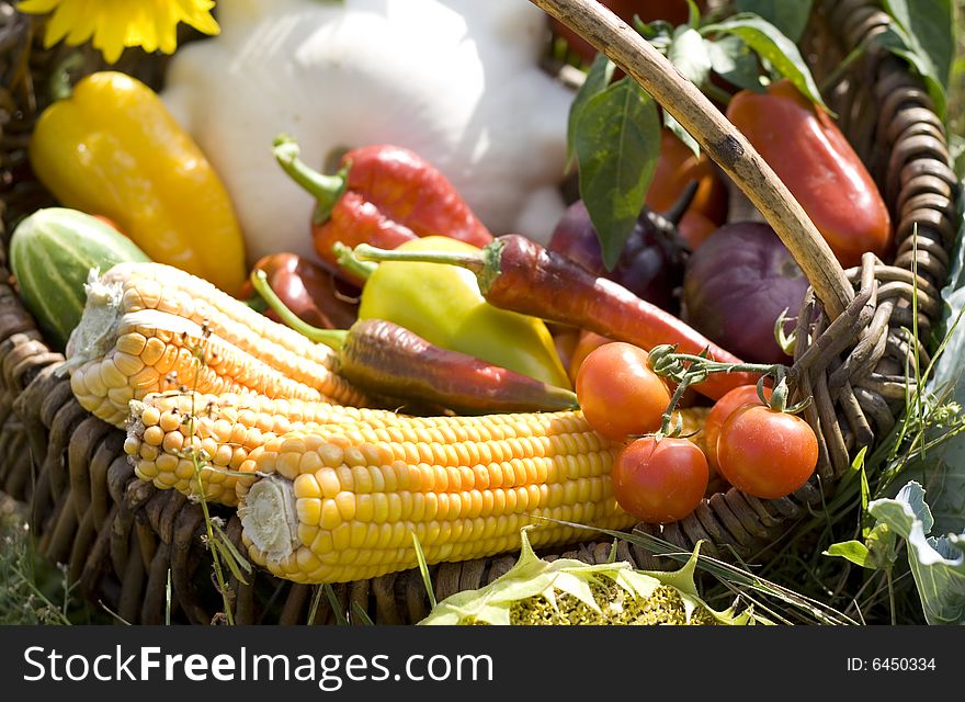 Basket full of vegetables on meadow