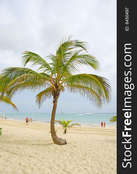 Tropical careibas, Bavaro Beach in Punta Cana, Dominican republic