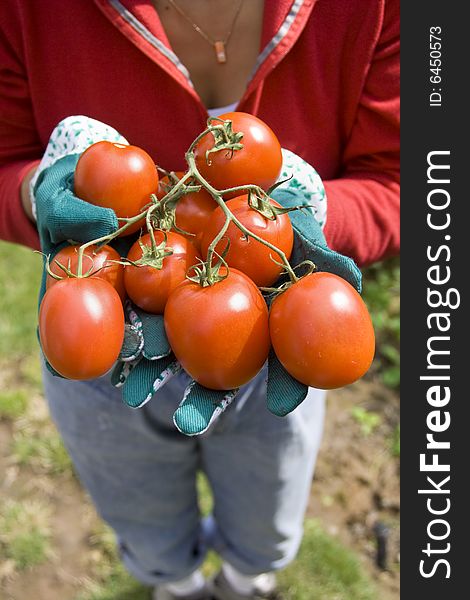 The girl is working in her garden with gloved hands holding ripe tomatoes. The girl is working in her garden with gloved hands holding ripe tomatoes.
