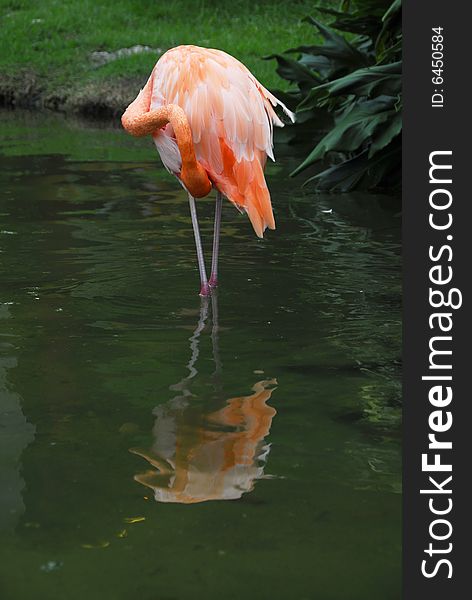 Beautiful pink flamingo bird feeding