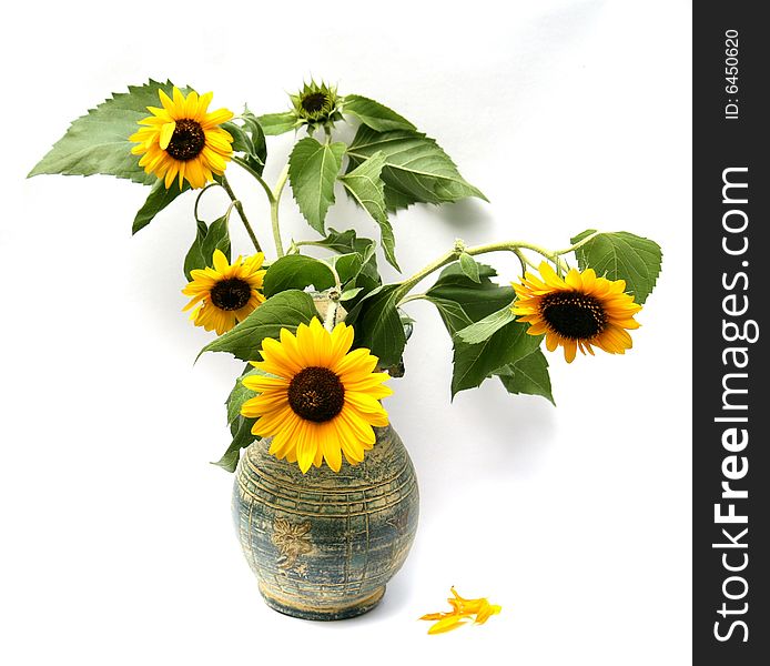 Clay vase with sunflowers on white background. Clay vase with sunflowers on white background