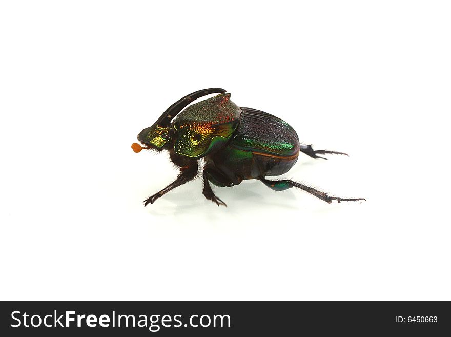 Photo of a beetle against a white background.