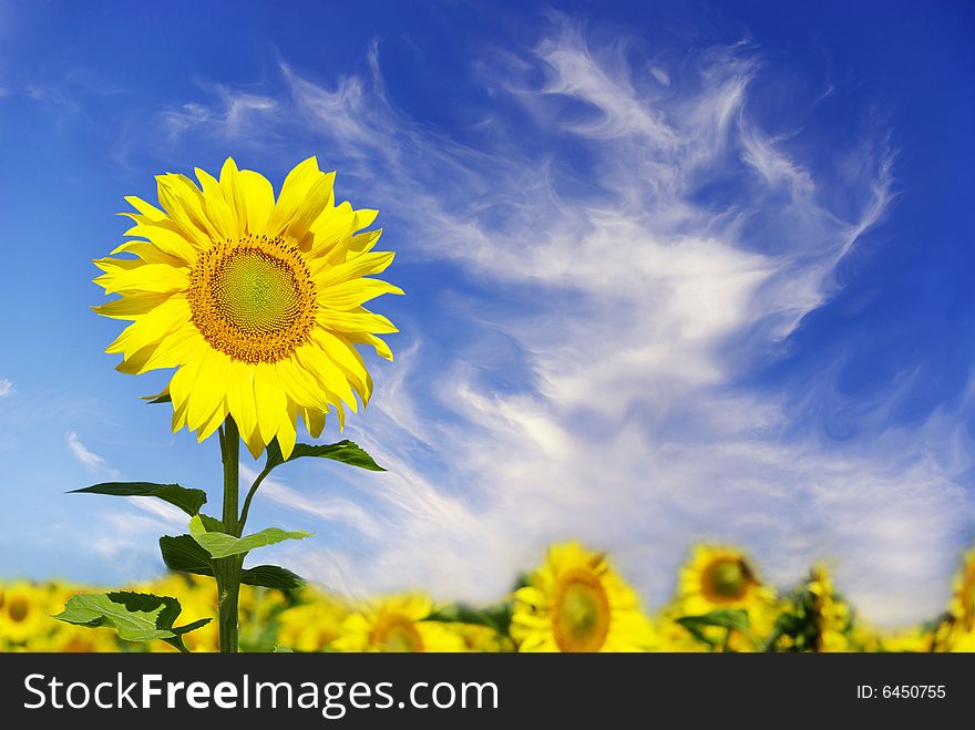 Field of flowers of sunflowers