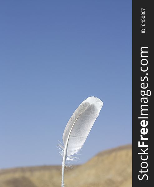 Bird feather on blue sky