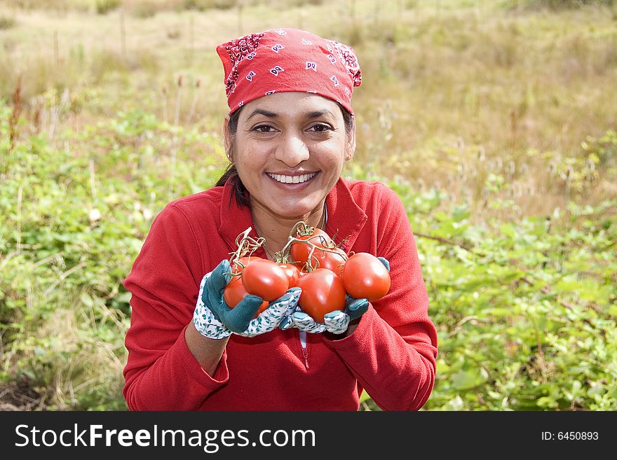 The girl is working in her garden holding ripe tomatoes. The girl is working in her garden holding ripe tomatoes.