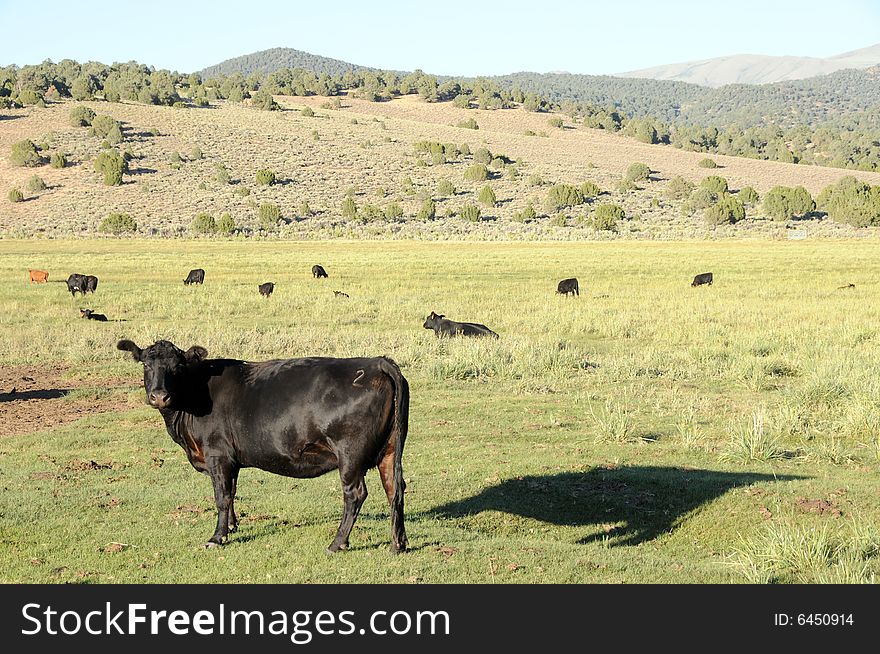 Herd of cown on a hilly meadow. Herd of cown on a hilly meadow