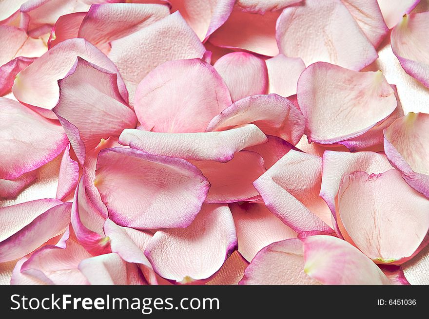 Beautiful pink petals in a seamless background