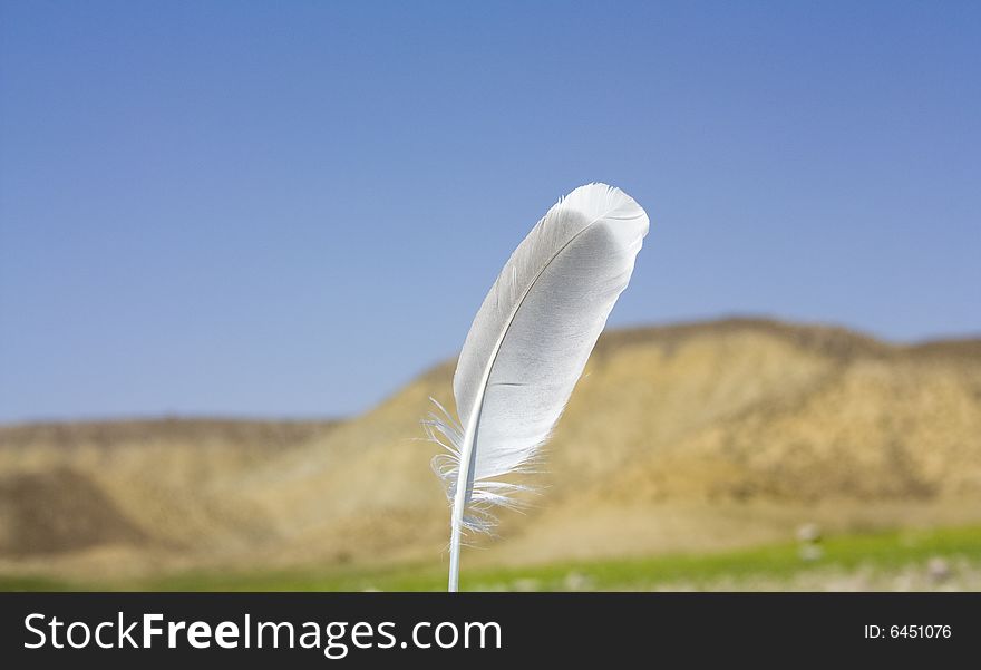 Bird feather on landscape background