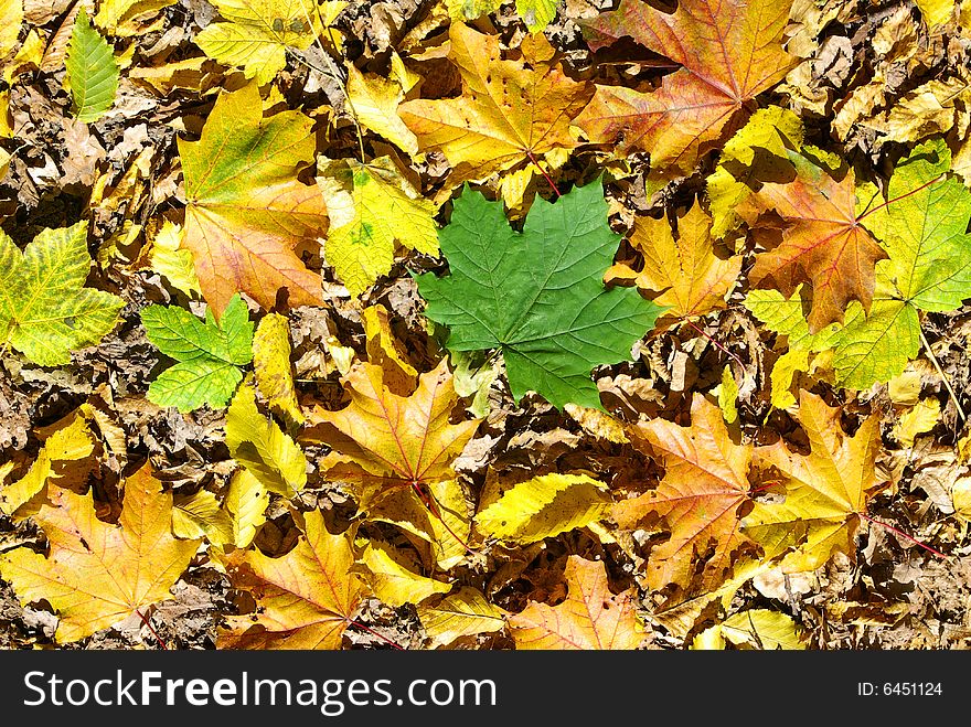 Background Of Leaves