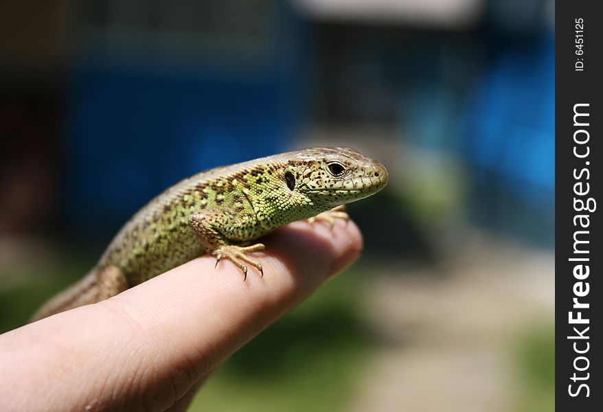 Green lizard in the hand