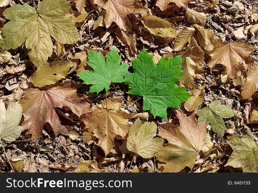 Beautiful yellow background of leaves