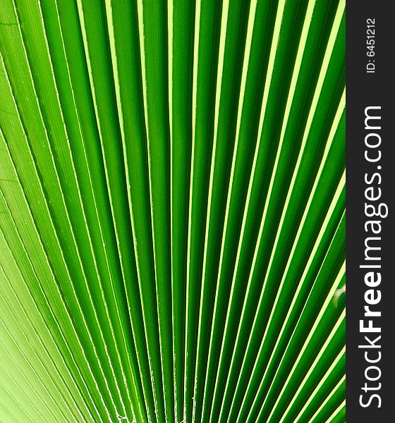 Green background from a palm tree