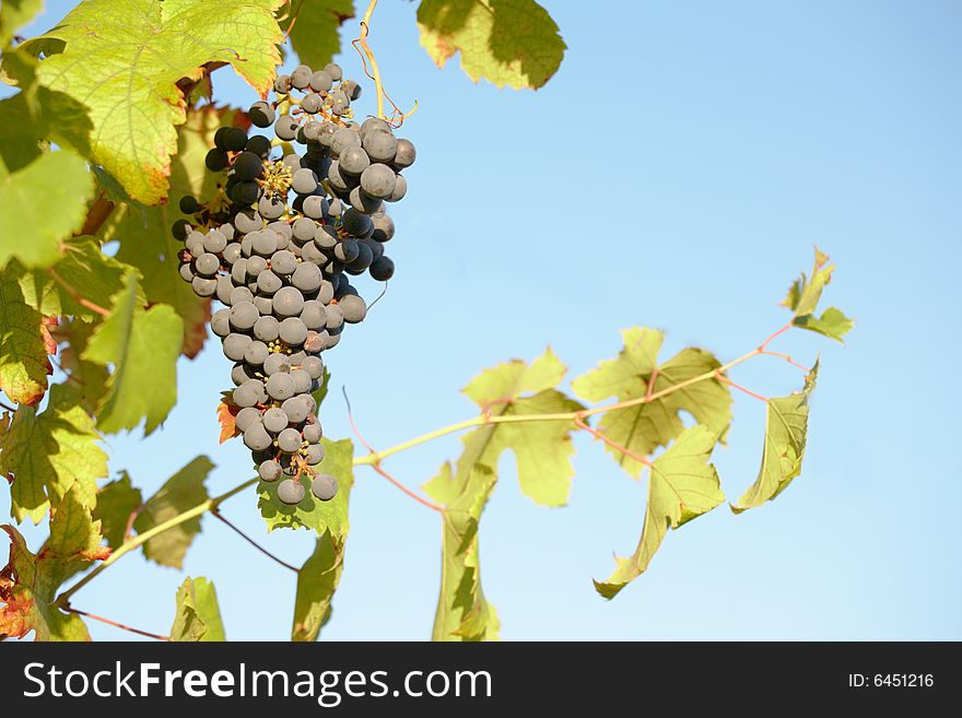 Close view of a red grape (Nebbiolo grape varieties), Piedmont hills, north Italy. Close view of a red grape (Nebbiolo grape varieties), Piedmont hills, north Italy.